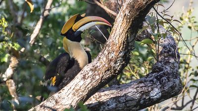 Strre nshornsfgel [Great hornbill] IMGL9113.jpg