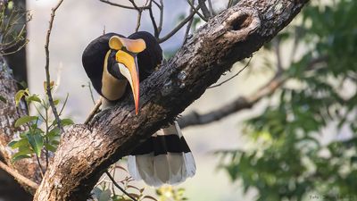 Strre nshornsfgel [Great hornbill] IMGL9118.jpg