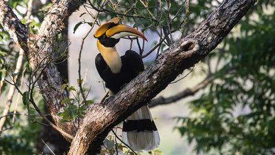 Strre nshornsfgel [Great hornbill] IMGL9126.jpg
