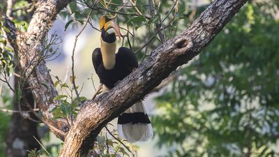 Strre nshornsfgel [Great hornbill] IMGL9132.jpg