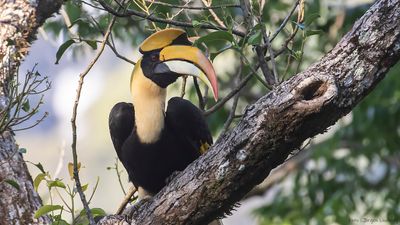 Strre nshornsfgel [Great hornbill] IMGL9134.jpg