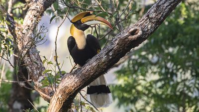 Strre nshornsfgel [Great hornbill] IMGL9136.jpg