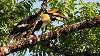 Strre nshornsfgel [Great hornbill] IMGL9143.jpg