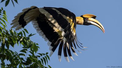 Strre nshornsfgel [Great hornbill] IMGL9144.jpg