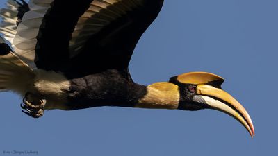 Strre nshornsfgel [Great hornbill] IMGL9145.jpg