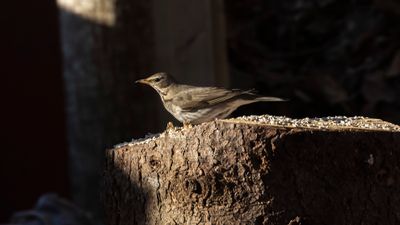 Svarthalsad trast [Dark-throated Thrush] 0L4A1314.jpg