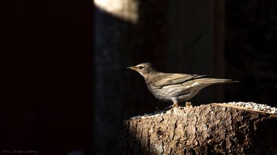 Svarthalsad trast [Dark-throated Thrush] 0L4A1322.jpg