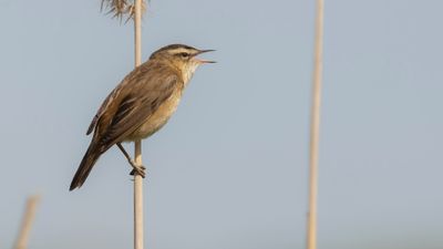 Svsngare [Sedge Warbler] 0L4A3227.jpg