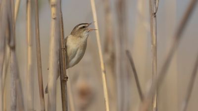 Svsngare [Sedge Warbler] 0L4A3301.jpg