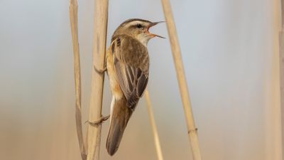 Svsngare [Sedge Warbler] 0L4A3326.jpg