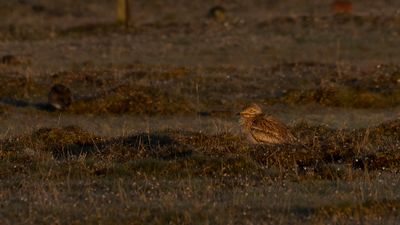 Tjockfot [Eurasian stone-curlew] 0L4A1833.jpg