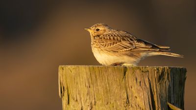 Snglrka [Eurasian Skylark] 0L4A2022.jpg