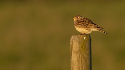 Snglrka [Eurasian Skylark] 0L4A2025.jpg