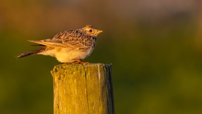 Snglrka [Eurasian Skylark] 0L4A3045.jpg