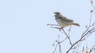 Kornsparv [Corn Bunting] 0L4A2643.jpg