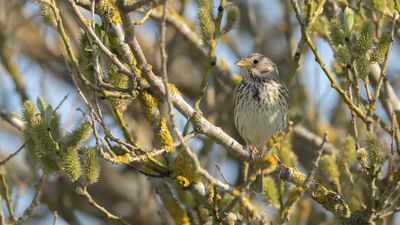 Kornsparv [Corn Bunting] 0L4A2724.jpg