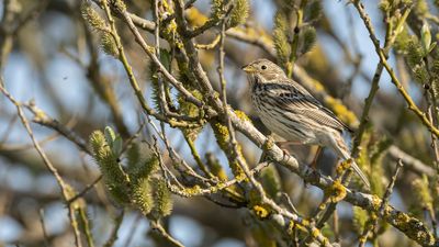 Kornsparv [Corn Bunting] 0L4A2739.jpg