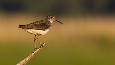 Skogssnppa [Green Sandpiper] 0L4A3502.jpg