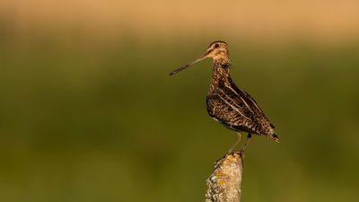 Enkelbeckasin [Common Snipe] 0L4A3520.jpg