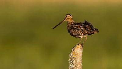 Enkelbeckasin [Common Snipe] 0L4A3522.jpg