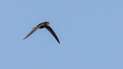 Tornseglare [Common Swift] 0L4A3926.jpg