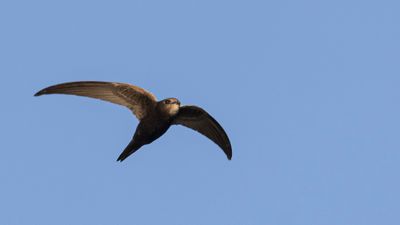 Tornseglare [Common Swift] 0L4A4007.jpg