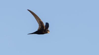 Tornseglare [Common Swift] 0L4A4018.jpg