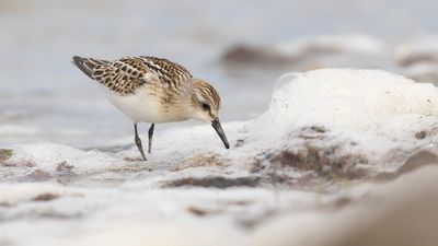 Smsnppa [Little stint] 0L4A4340.jpg