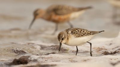 Smsnppa [Little stint] 0L4A4364.jpg