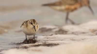 Smsnppa [Little stint] 0L4A4366.jpg
