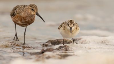 Smsnppa [Little stint] 0L4A4377.jpg