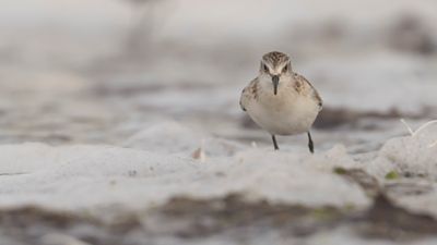 Smsnppa [Little stint] 0L4A4458.jpg