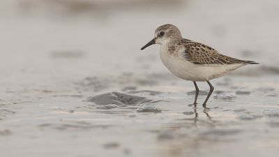Smsnppa [Little stint] 0L4A4462.jpg