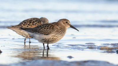Krrsnppa  [Dunlin] 0L4A4219.jpg