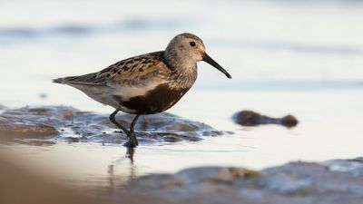 Krrsnppa  [Dunlin] 0L4A4221.jpg