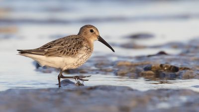 Krrsnppa  [Dunlin] 0L4A4233.jpg