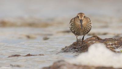 Krrsnppa  [Dunlin] 0L4A4294.jpg
