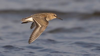 Krrsnppa  [Dunlin] 0L4A5029.jpg