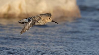 Krrsnppa  [Dunlin] 0L4A5049.jpg