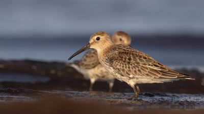 Krrsnppa  [Dunlin] 0L4A5080.jpg
