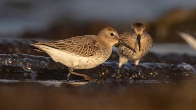 Krrsnppa  [Dunlin] 0L4A5088.jpg
