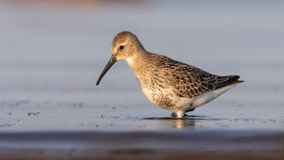 Krrsnppa  [Dunlin] 0L4A5103.jpg