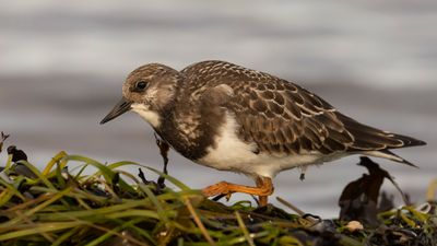 Roskarl [Ruddy Turnstone] 0L4A4692.jpg