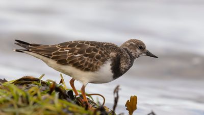 Roskarl [Ruddy Turnstone] 0L4A4714.jpg