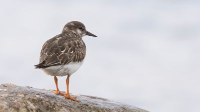 Roskarl [Ruddy Turnstone] 0L4A4750.jpg