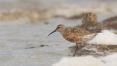 Spovsnppa [Curlew Sandpiper] 0L4A4278.jpg