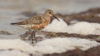 Spovsnppa [Curlew Sandpiper] 0L4A4305.jpg