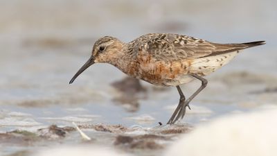 Spovsnppa [Curlew Sandpiper] 0L4A4319.jpg