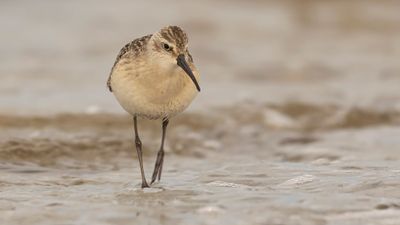 Spovsnppa [Curlew Sandpiper] 0L4A4407.jpg