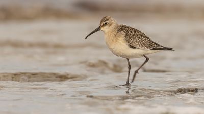 Spovsnppa [Curlew Sandpiper] 0L4A4409.jpg